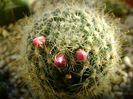 Mammillaria zeilmanniana, boboci