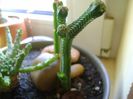 Crassula pyramidalis