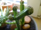 Crassula pyramidalis