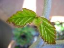 Arbore magic persan