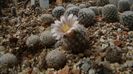 Mammillaria lasiacantha=denudata  Big Beng