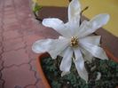 Magnolia stellata