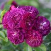 BLEU MAGENTA 500