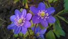 Hepatica nobilis