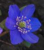 Hepatica nobilis