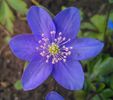 Hepatica nobilis
