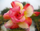 Adenium Mozart