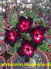 Adenium Black Santa