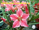Adenium Dance of Butterfly