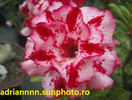 Adenium Chokrussame