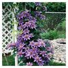 clematis-multi-blue