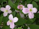 clematis-montana-01-gpp