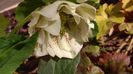 Helleborus Double Ellen White Spotted