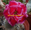 Adenium Rumble Fish