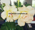 Adenium Saint Huang