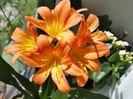 Clivia