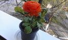 Ranunculus (Piciorul cocosului)