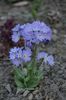 Primula cashmeriana