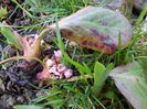 Bergenia crassifolia