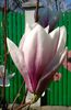 Magnolia soulangeana