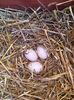 02-04 -2017 avem deja 3 oua depuse in aceias cuib de anu trecut