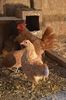 sebright chamois