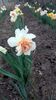replete