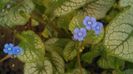 Brunnera macrophylla 'Jack Frost'