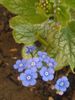 Brunnera macrophylla 'Jack Frost'