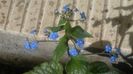 Brunnera macrophylla 'Jack Frost'