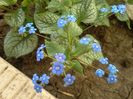 Brunnera macrophylla 'Jack Frost'