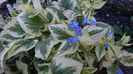 Brunnera macrophylla Variegata