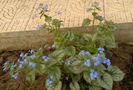 Brunnera macrophylla 'Jack Frost'