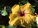 Adonicus Yellow