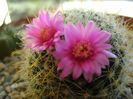 Mammillaria zeilmanniana