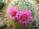 Mammillaria zeilmanniana