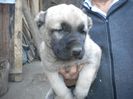 Pui kangal 38 zile