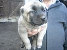 Pui kangal 38 zile