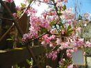 viburnum bodnantense Dawn