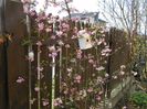 viburnum bodnantense Dawn