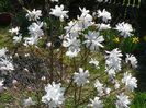 magnolia stellata