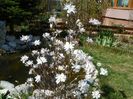 magnolia stellata