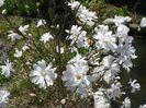 magnolia stellata
