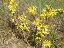 forsythia Lemon Supreme