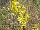 forsythia Lemon Supreme