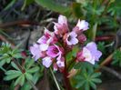 bergenia