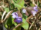 pulmonaria