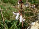 abeliophyllum distichum - aproape uitasem ca il am