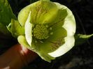 helleborus Yellow Lady