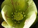 helleborus Yellow Lady